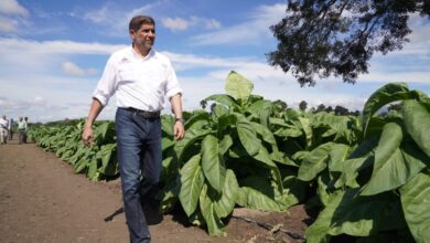 Photo of Sector del tabaco esta siendo apoyado por gobierno dominicano.  Objetivo es lograr exportaciones constante!